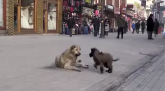 Oyun oynayan köpekler görenleri gülümsetti