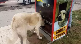 Sokak köpekleri için Mamamatik yaptılar