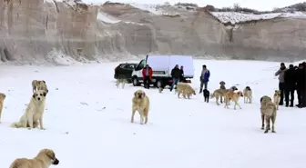 Hayvan Dostu Niğde Belediyesi