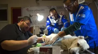 Av tüfeğiyle vurulan köpek tedaviye alındı