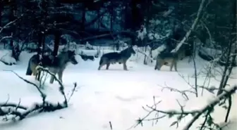 Çocukluğundan beri merak ettiği kurtları, fotokapanla görüntüledi