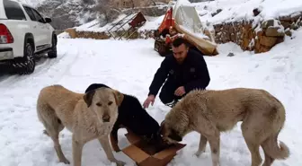 Başıboş köpeklere yiyecek bırakıldı