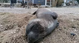 Kemer'de ölü Akdeniz foku, kıyıya vurdu