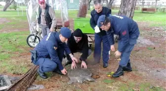 Sahilde bulunan yaralı Nil kaplumbağası tedavi altına alındı