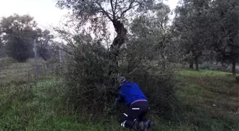 Bodrum Belediyesi kendi yağında kavruluyor