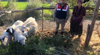 Jandarma çalınan koyunları bulup sahibine teslim etti