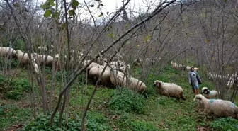 Ordulu ev hanımının yüzü 'Genç Çiftçi Projesi' ile güldü