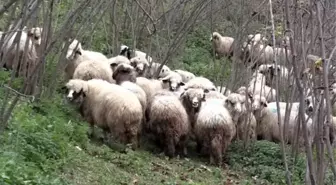 Ordulu ev hanımının yüzü 'Genç Çiftçi Projesi' ile güldü