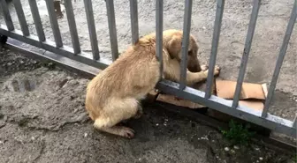 Demir parmaklıklara sıkışan köpeği trafik ekipleri kurtardı