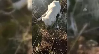 Yaralı köpeğin tedavisi için kermes düzenlendi