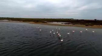 Edirne'nin 'kışlık misafirleri' sulak alanları renklendiriyor