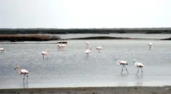 Gala Gölü'ne binlerce flamingo geldi