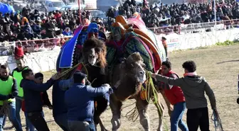 Muğla'daki deve güreşi festivaline yoğun ilgi