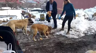 Yayladaki sahipsiz köpekler için yiyecek bırakıldı