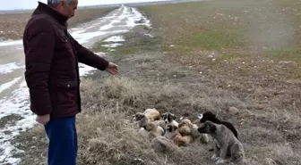 Aksaray'da yavru köpekler soğukta ölüme terk edildi