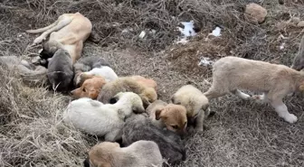 Aksaray'da yavru köpekler soğukta ölüme terk edildi