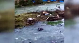 Çay yatağına inen karaca görüntülendi