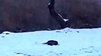 Su samurları kavgaya tutuşursa...