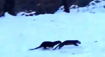 Su samurlarının kavgası kameraya yansıdı