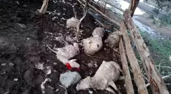 Ağıla giren köpekler 10 koyunu telef etti