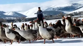 Ankara'da Kars, Ardahan, Iğdır Günleri başlıyor