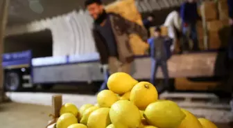 Limon ağacı bulunmayan beldeden yılda 4 milyon sandık limon pazara sürülüyor