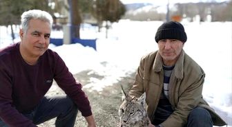 Aç kalan vaşak kazada telef oldu