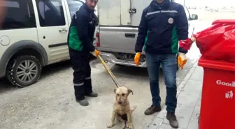 Aracın çarptığı köpek Hayvan Hastanesi'nde tedavi altına alındı