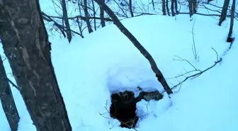 Bitlis'te terör örgütüne ait 8 sığınak ve 4 depo bulundu