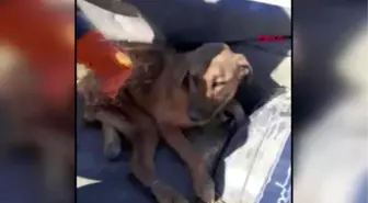 Burdur çöplükte bulunan yaralı köpek tekerlekli sandalyeyle yaşama tutunacak