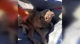 Burdur çöplükte bulunan yaralı köpek tekerlekli sandalyeyle yaşama tutunacak