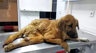 Çöplükte bulunan yaralı köpek tekerlekli sandalyeyle yaşama tutunacak