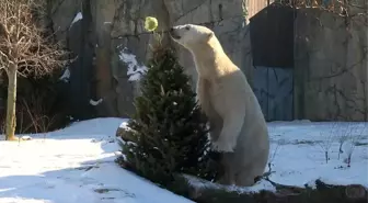 Noel'den kalan çam ağaçlarıyla hayvanat bahçesindeki hayvanlara ziyafet