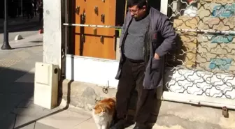 8 kiloluk kedi 'Şerafettin', esnafın maskotu oldu