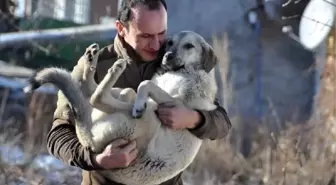 Banka müdürü, kendini sokak köpeklerine adadı