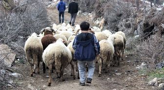 Boyundan büyük koyunlara çobanlık yapıyor