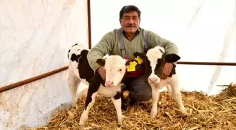 Kayserili besicinin iki ineği ikiz buzağı dünyaya getirdi