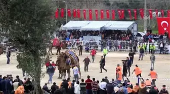 12. Selimiye Deve Güreşi Festivali düzenlendi