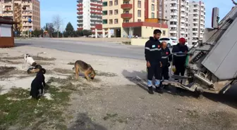 Temizlik işçileri sokak hayvanlarını besliyor