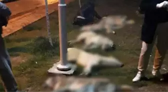 Ankara'da 16 köpeği katleden 3 kişi, 10'ar yıl hapis cezasına çarptırıldı