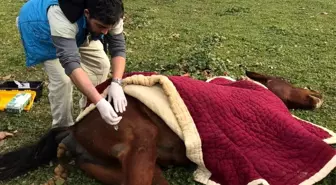 Aç bırakıp ölüme terk ettiler, yaralı halde bulundu