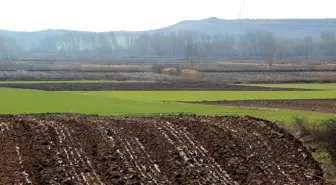 Edirne'de yağışlar mahsule 'can suyu' oldu