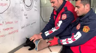 Şanlıurfa'da kedi kurtarma operasyonu