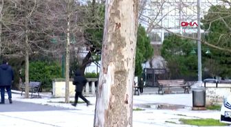 Gezi parkı'nda 39 ağaç sökülerek yerine yenileri dikilecek