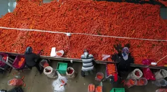 Havucun merkezi Konya'da yaz kış mesai devam ediyor