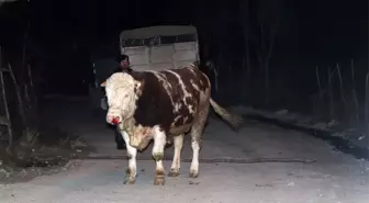 Samsun'da aksiyon filmlerini aratmayacak boğa kovalaması