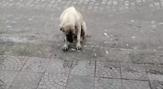 Zehirlenerek öldürülen köpeklerin katili aranıyor