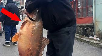 25 kiloluk aynalı sazan balığı görenleri şaşkına çevirdi