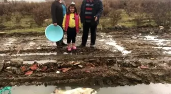 Besledikleri sokak köpeklerinden 3'ünü ölü buldular