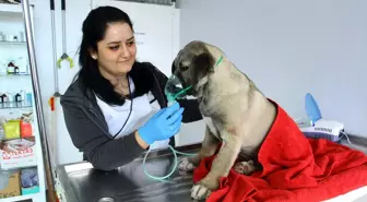 Kartal'da kuyuya düşen yavru köpek itfaiye ekiplerince kurtarıldı